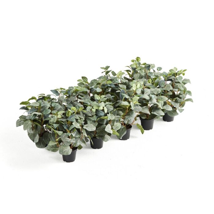 Rośliny do przegrody górnej MODULUS, Fittonia, 10 szt. - obrazek 2